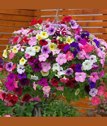 Petunia Mix Color Flower Seeds for Home pots And Gardening (Pack Of 30)