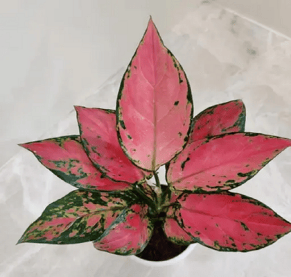 Aglaonema beauty plant