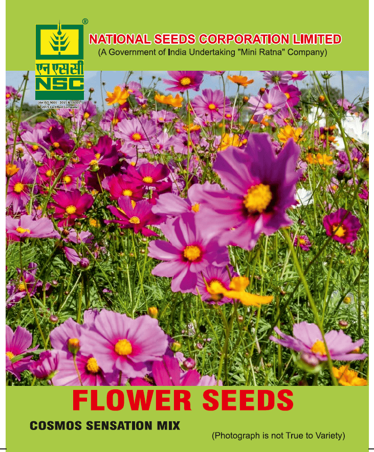 NSC Cosmos Sensation Mix Flower Seed (5 Gm Seed)