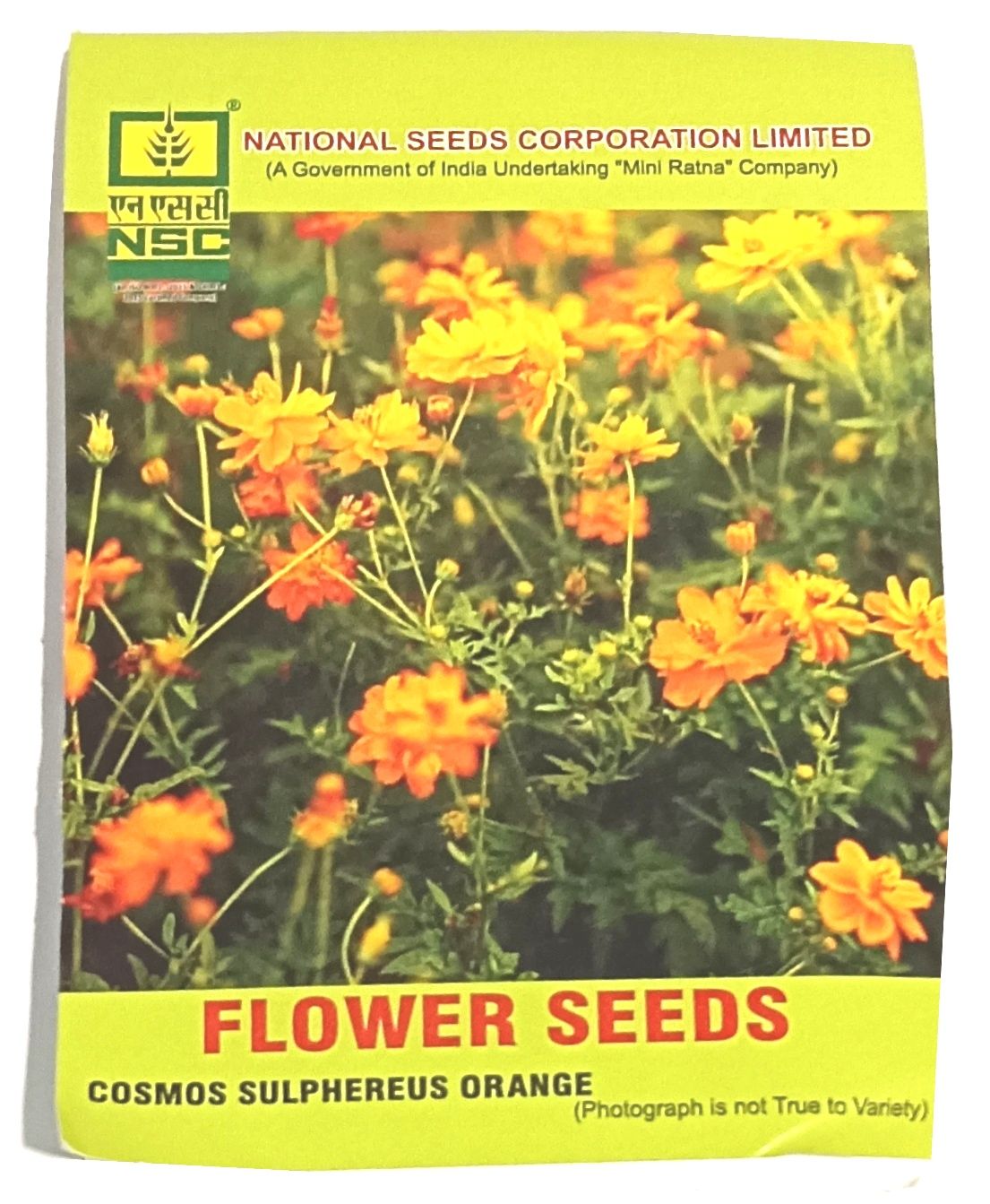 NSC Cosmos Sulphereus Orange