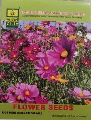 NSC Cosmos Sensation Mix Flower Seeds - Vibrant Garden Blooms NSC Cosmos Sensation Mix Flower Seeds - Vibrant Garden Blooms