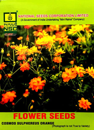 NSC Flower Seed -Vibrant Orange Cosmos Sulphereus-5 gm