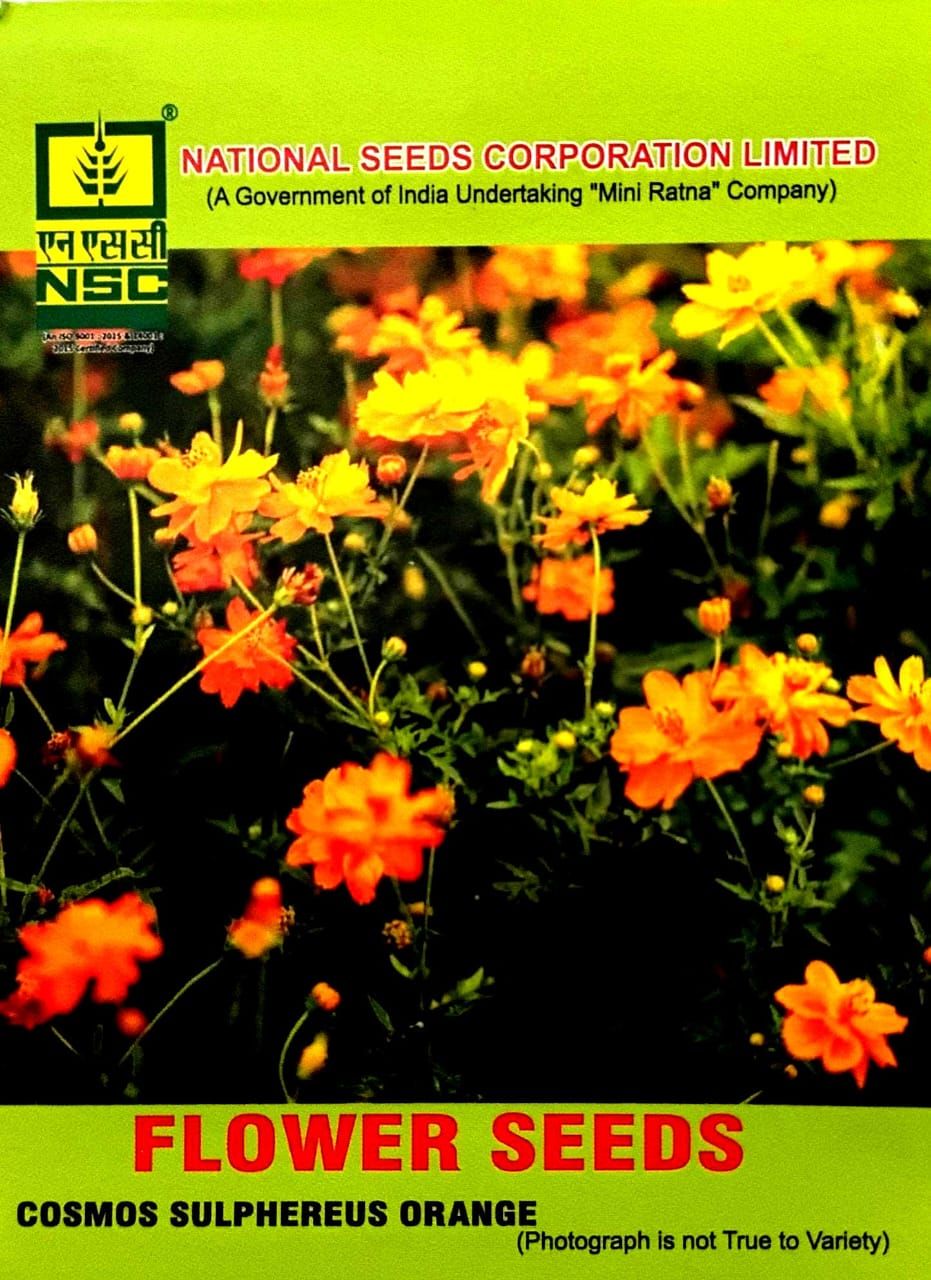 NSC Flower Seed -Vibrant Orange Cosmos Sulphereus-5 gm