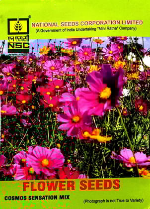 NSC FLOWER SEED -Vibrant Mixed Cosmos Sensation- 5gm NSC FLOWER SEED -Vibrant Mixed Cosmos Sensation- 5gm