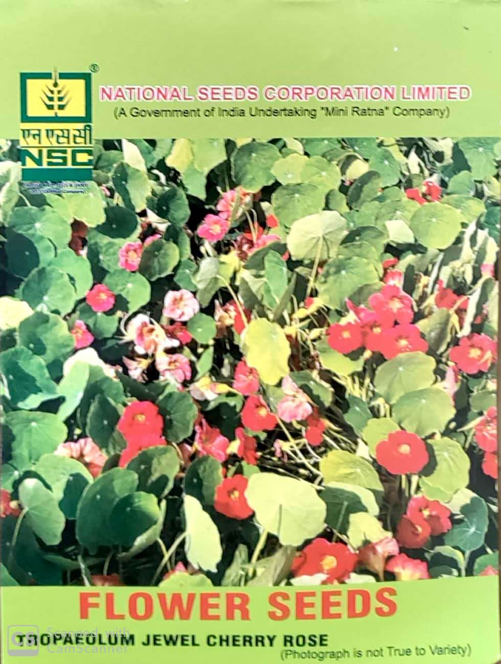 NSC Tropaeolum Jewel Cherry Rose Flower Seeds