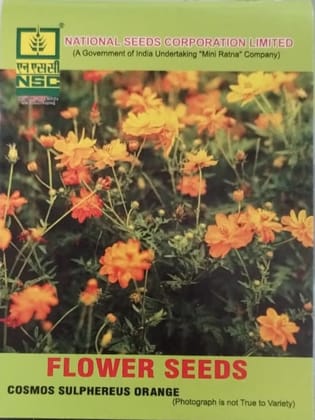 Cosmos Sulphereus Orange Flower Seeds - Vibrant Annuals Cosmos Sulphereus Orange Flower Seeds - Vibrant Annuals
