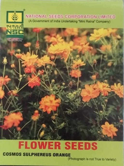 Cosmos Sulphereus Orange Flower Seeds - Vibrant Annuals