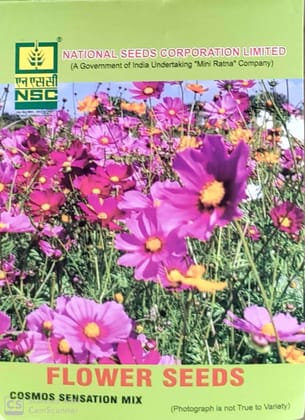 NSC Cosmos Sensation Mix Flower Seeds - Vibrant Garden Bloom