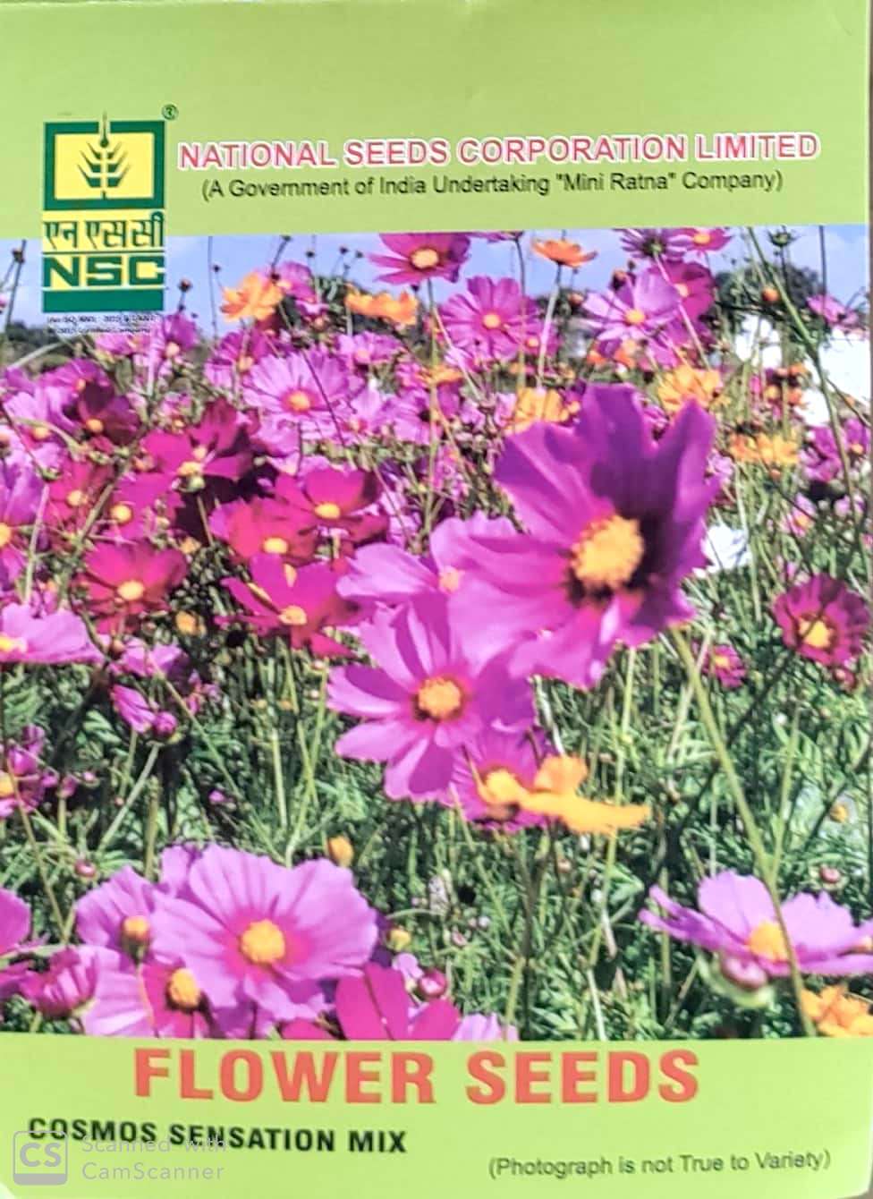NSC Cosmos Sensation Mix Flower Seeds - Vibrant Garden Bloom