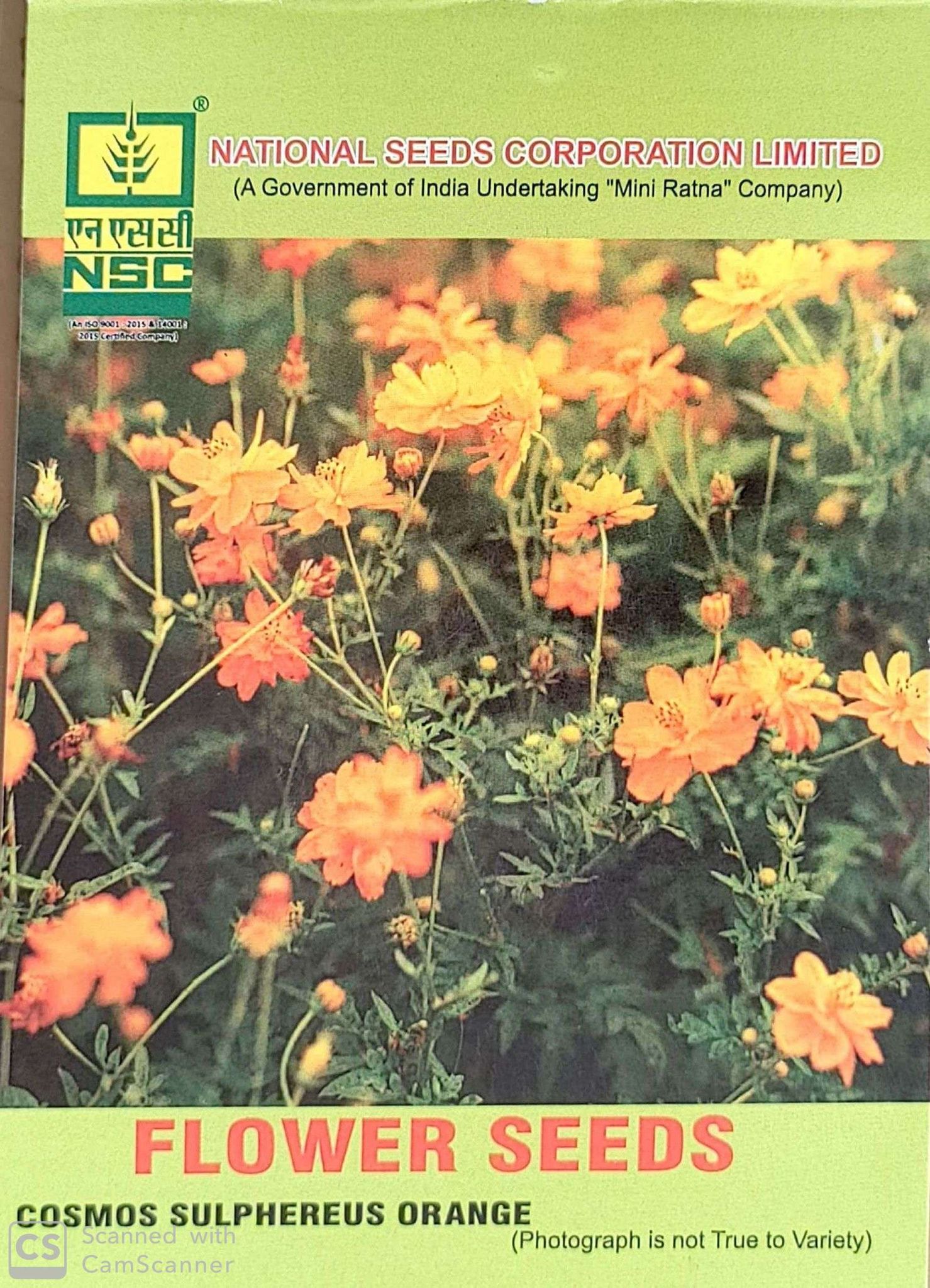 National Seeds Cosmos Sulphereus Orange Flower Seeds - 5gm Pack for Vibrant Blooms