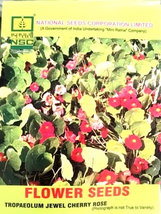 Tropaeolum Jewel Cherry Rose Flower Seeds - Premium Quality Nasturtium by NSC Tropaeolum Jewel Cherry Rose Flower Seeds - Premium Quality Nasturtium by NSC