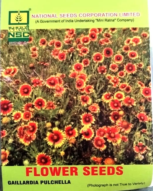 Gaillardia Pulchella Flower Seeds - NSC for Vibrant Garden Blooms