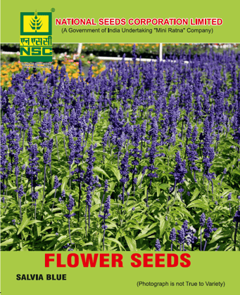 NSC Salvia Blue Flower Seeds (5 gm seed)