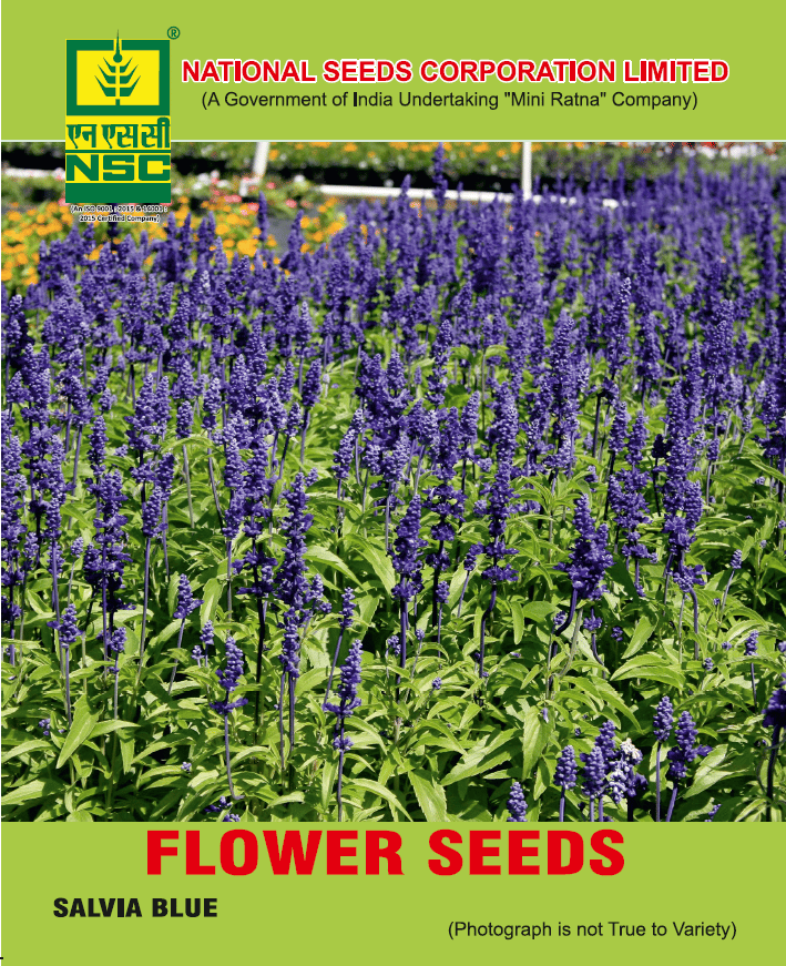 NSC Salvia Blue Flower Seeds (5 gm seed)
