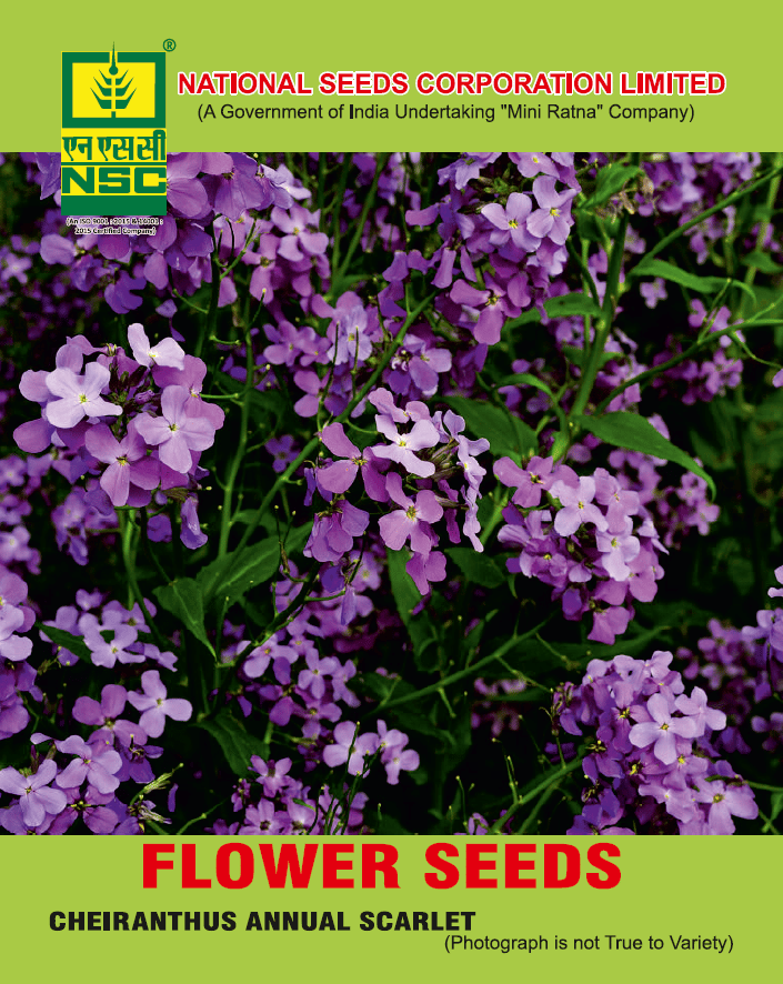 NSC Flower Cheiranthus Annual Scarlet seed (5 gm Seed)