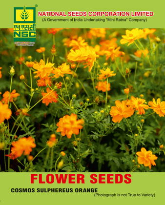 NSC Flower seed - Cosmos Sulphereus Orange (5 gm seed)
