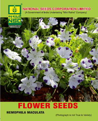 NSC Flower - Nemophila Maculata seed (5 gm seed)