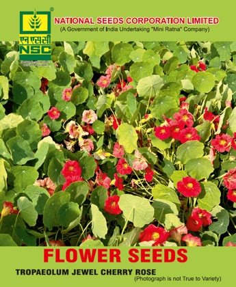 NSC Flower - Tropaeolum Jewel Cherry Rose Seed (10 gm seed)