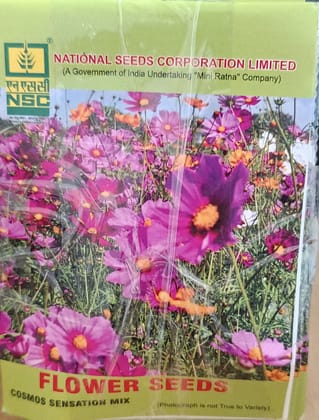 NSC Cosmos Sensation Mix 5 gm Flower Seeds - Vibrant Blooms NSC Cosmos Sensation Mix 5 gm Flower Seeds - Vibrant Blooms