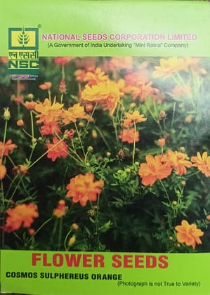 NSC Flower-Cosmos Sulphereus Orange-5 g Truthfully Labelled Seed Pouch