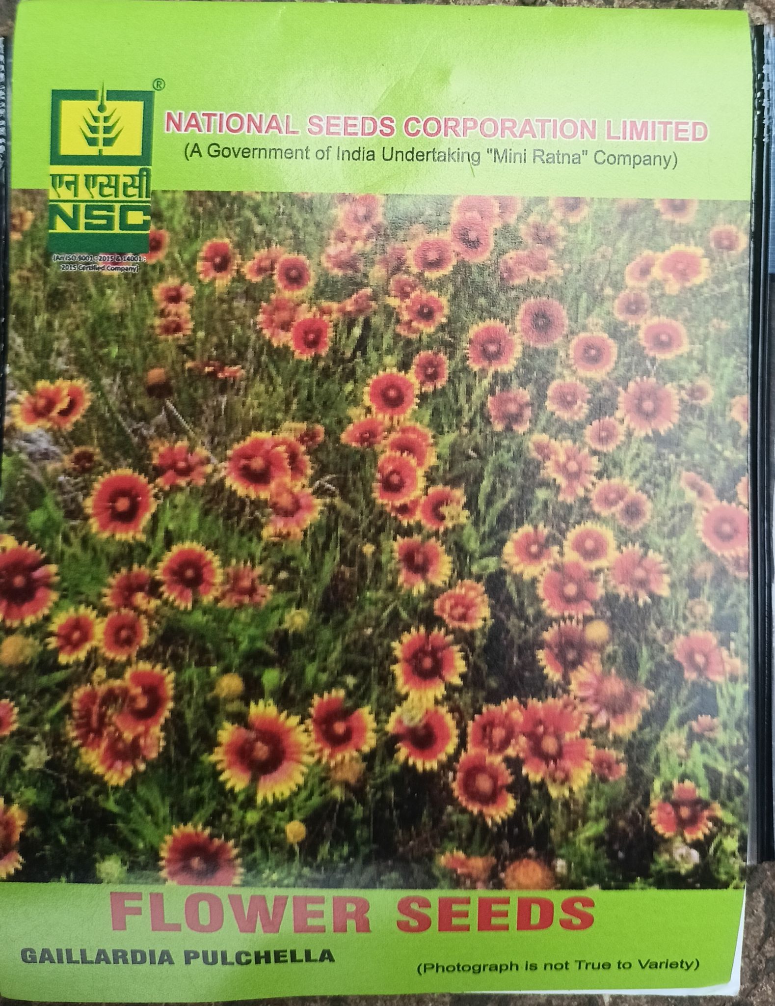 NSC Flower-Gaillardia Pulchella (Balnket Flower)-5 g Truthfully Labelled Seed Pouch