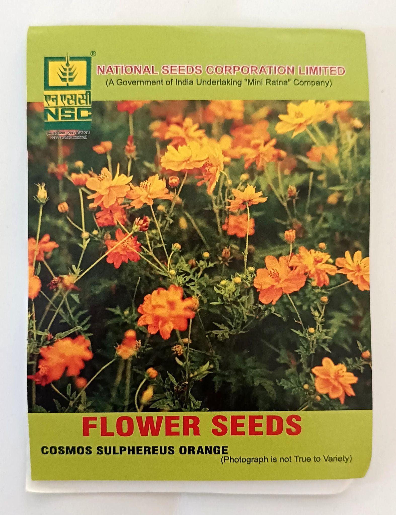NSC Cosmos Sulphereus Orange Flower Seed, 5 gram T/L 