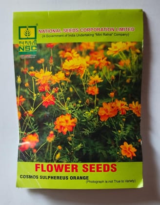 NSC FLOWER COSMOS SULPHEREUS ORANGE/ 5gm TL SEEDS