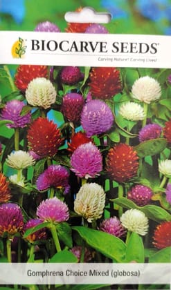 Gomphrena Choice Mixed (globosa) Flower Seeds