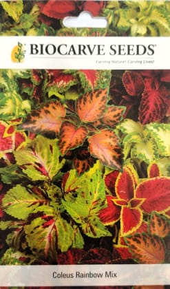Coleus Rainbow Mix Flower seeds