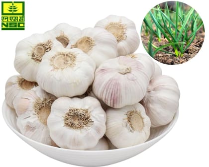 NSC Garlic CITH Garlic-1, 500gm