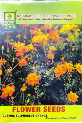 COSMOS SULPHEREUS ORANGE 5 GM PACK
