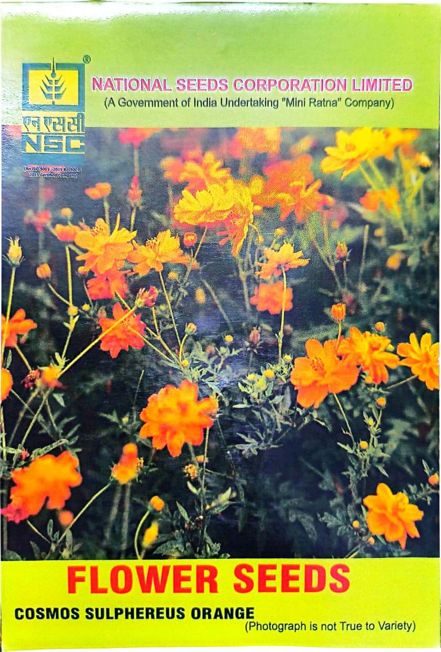 COSMOS SULPHEREUS ORANGE 5 GM PACK