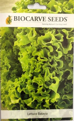 Lettuce Batavia Seeds