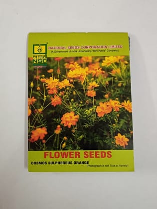 COSMOS SULPHEREUS ORANGE 5 GM BEUTY FLOWER 