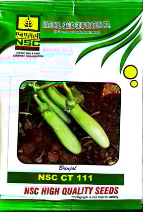 Brinjal NSC CT 111
