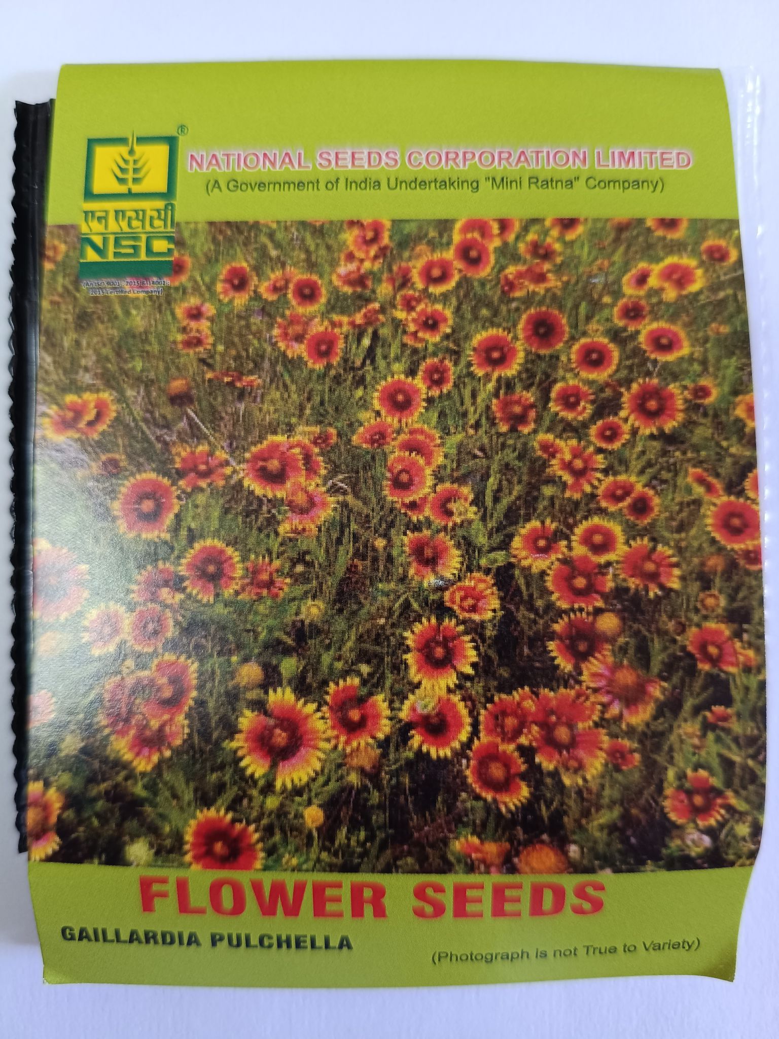 GAILLARDIA PULCHELLA