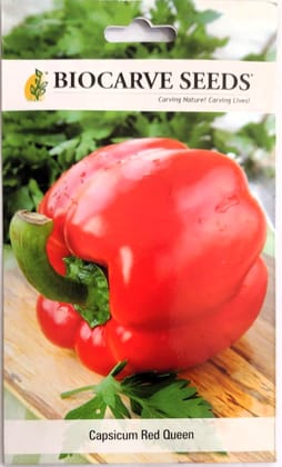 Capsicum Red Queen Seed