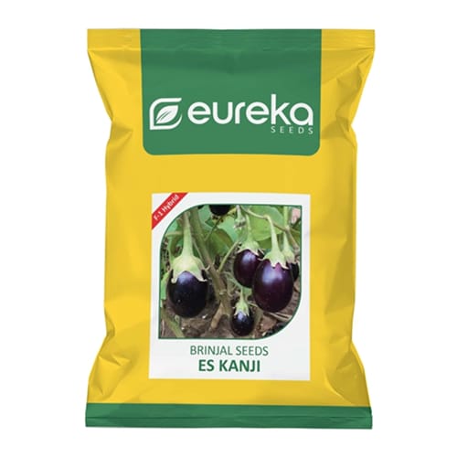 Brinjal – ES Kanji F1 Hybrid