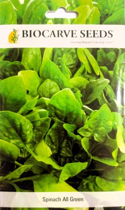 Spinach All Green Seed