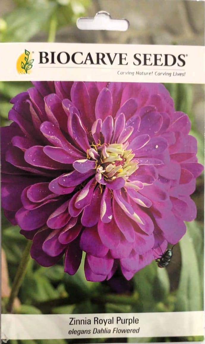 Zinnia Royal Purple (elegans Dahlia Flowered) flower seed 