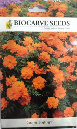 Cosmos Brightlight Flower Seeds