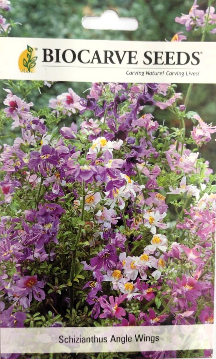 Schizianthus Angel Wings Flower seeds
