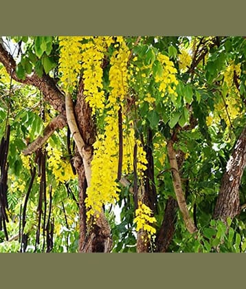 Amaltas Golden Shower Tree 10 seeds