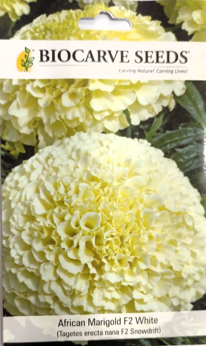 African Marigold F2 White Flower seeds