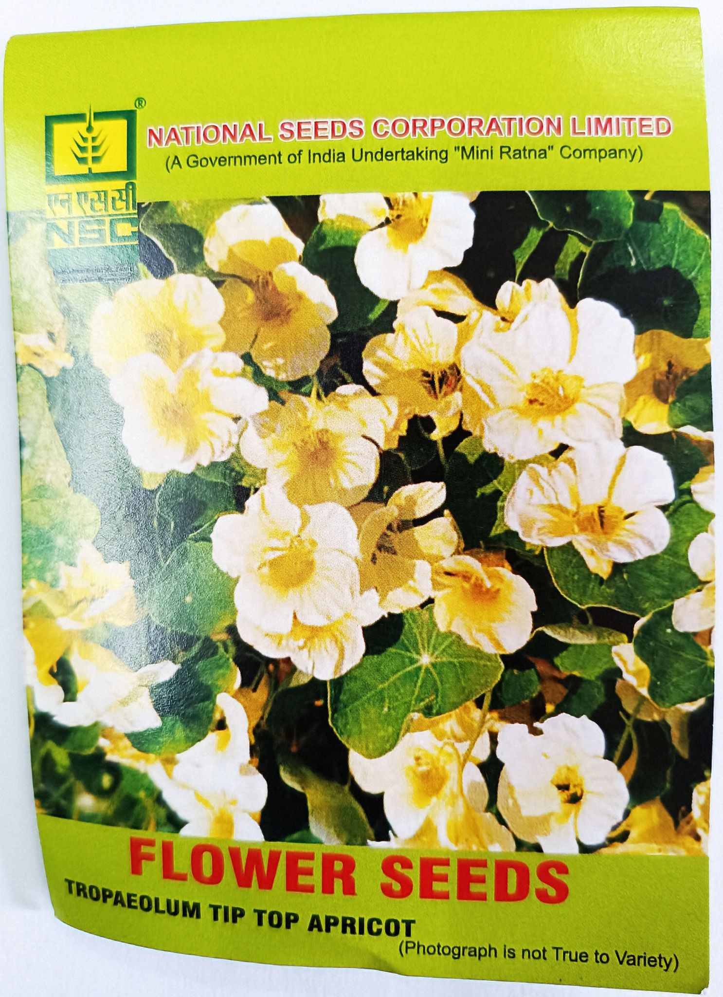 Tropaeolum Tip Top Apricot