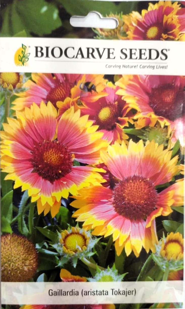 Gaillardia (Aristata Tokajer) Flower seeds