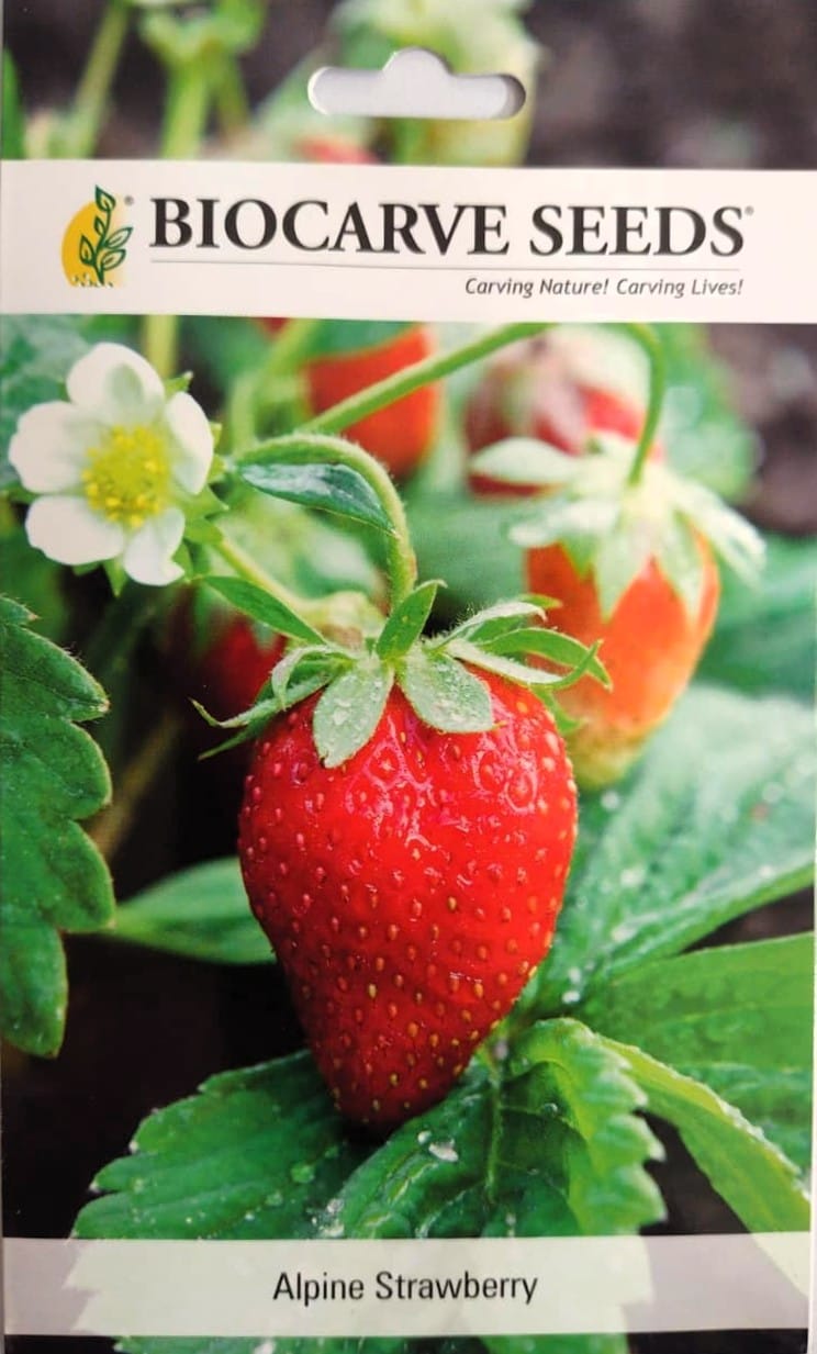 Herb Alpine Strawberry