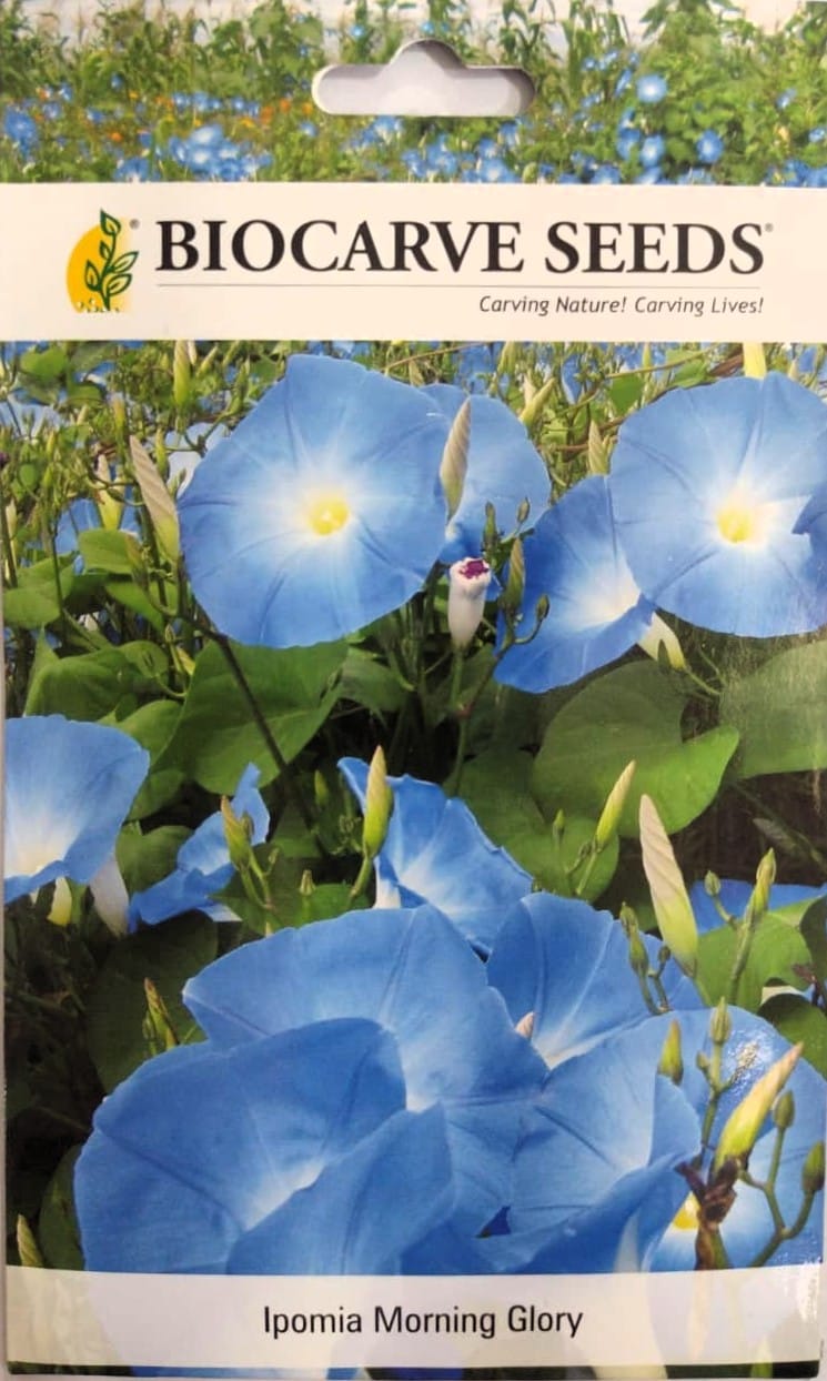 Ipomia Morning Glory Flower seeds