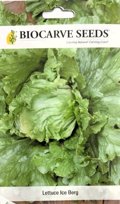 Lettuce Ice Berg