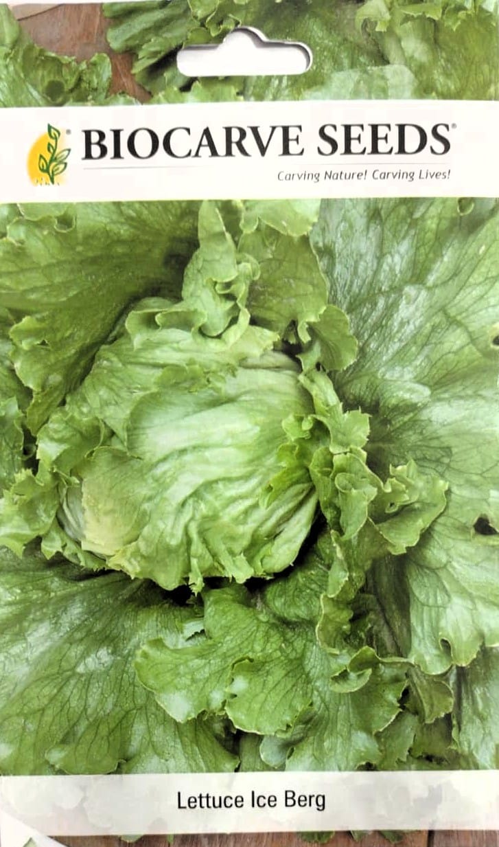 Lettuce Ice Berg